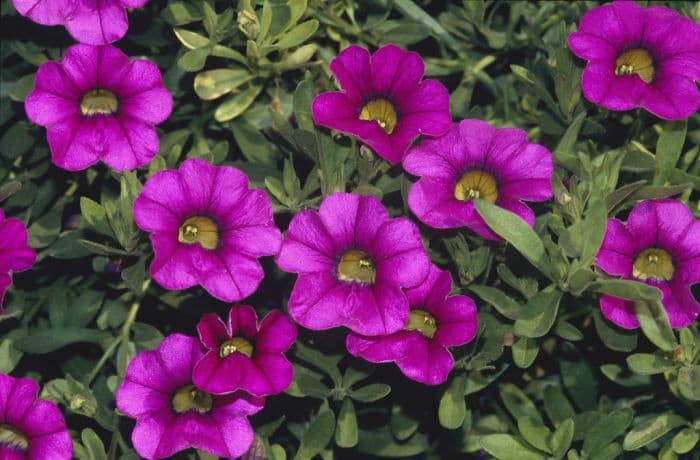 calibrachoa Million Bells Series