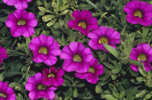 Calibrachoa Million Bells Series