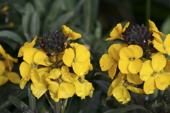 wallflower [Walberton's Fragrant Sunshine]