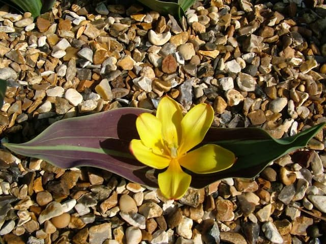 Dubian tulip 'Beldersai'