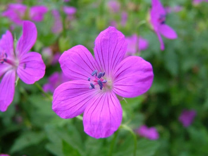 cranesbill 'Danny Boy'