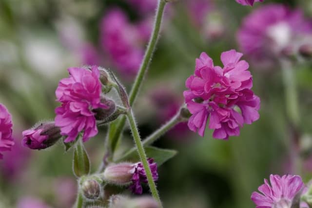 Red campion 'Firefly'