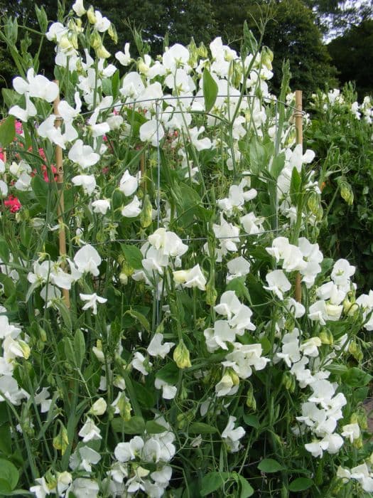 sweet pea 'Bramdean'