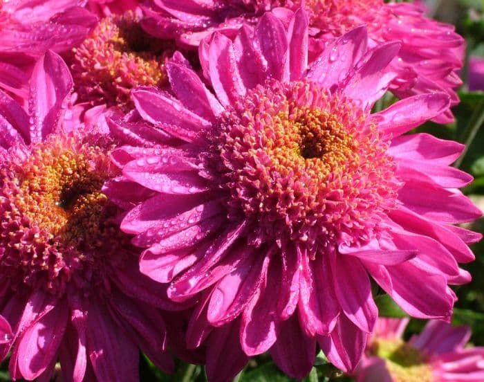 chrysanthemum 'Purple Margaret Dixon'