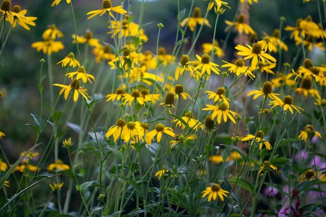 Cut-leaved coneflower