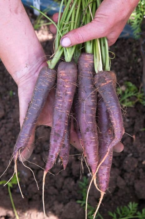Carrot 'Purple Haze'