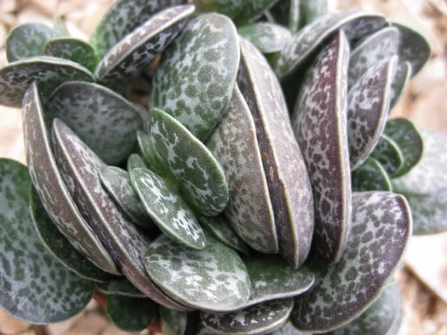 Spotted adromischus