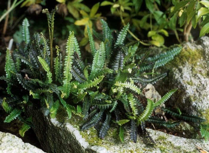 alpine water fern