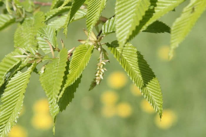 Japanese hornbeam