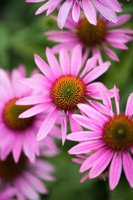 coneflower 'Papallo Classic Rose'