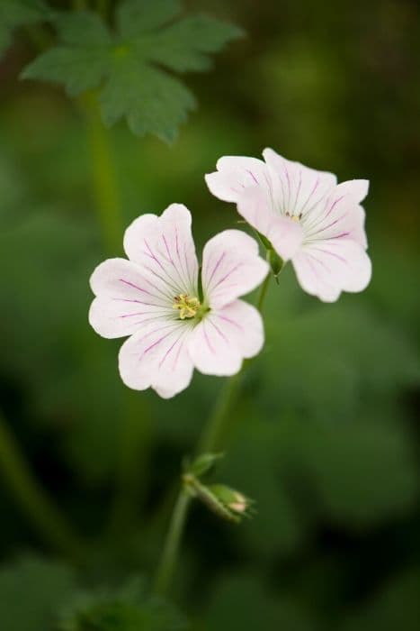 cranesbill [Dreamland]