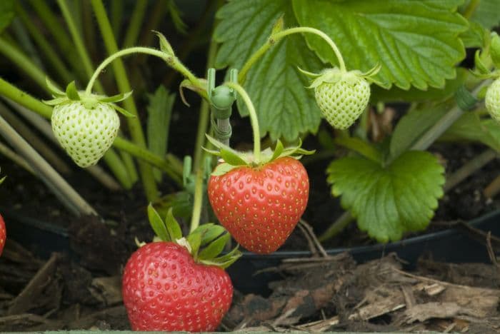 strawberry 'Fenella'