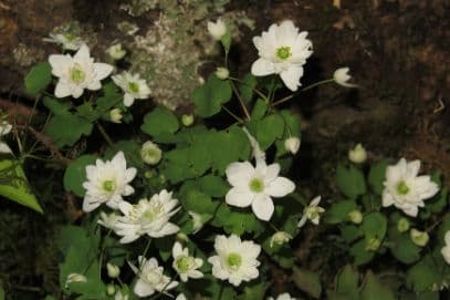 rue anemone 'Kikuzaki White'