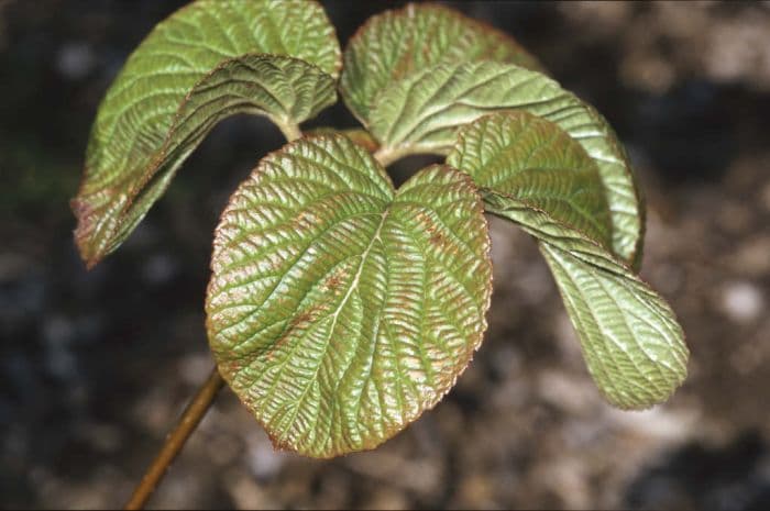 forked viburnum