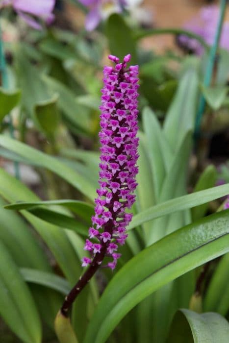 Sickle-leaved arpophyllum