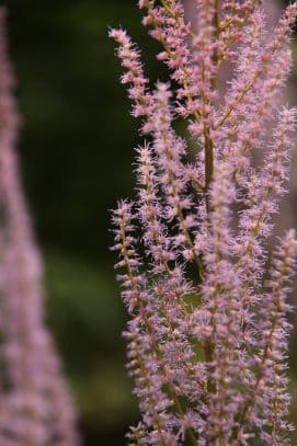 many-flowered waterside astilbe