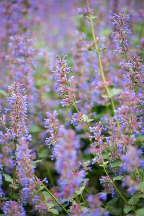 catmint 'Zinser's Giant'