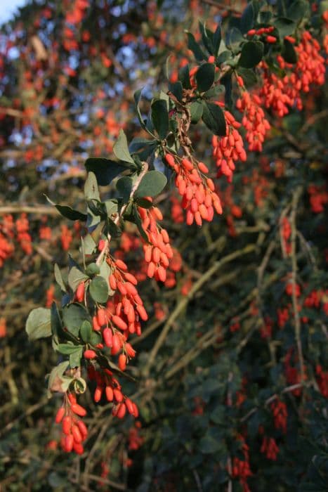 common barberry