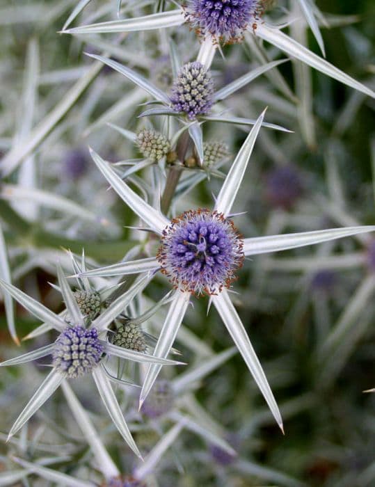 Variable-leaved sea holly