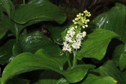 false lily of the valley