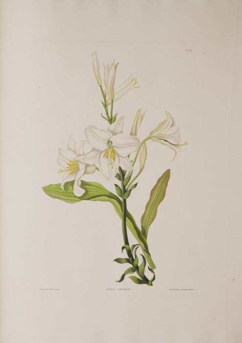 Madonna lily