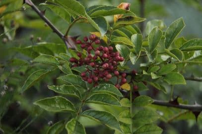 Sichuan pepper