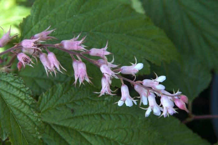 Tibetan neillia