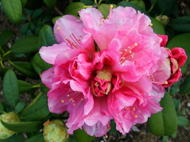 Rhododendron 'Doc'