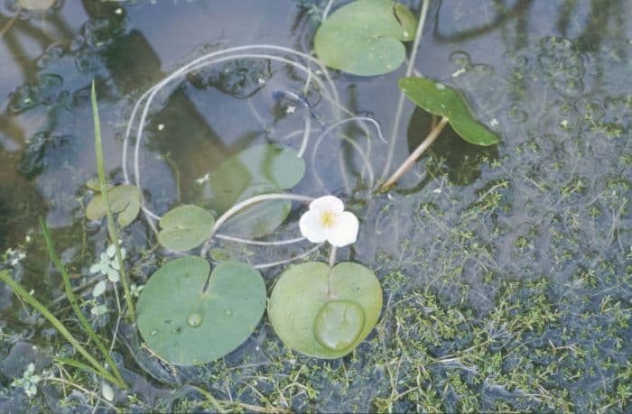 frogbit