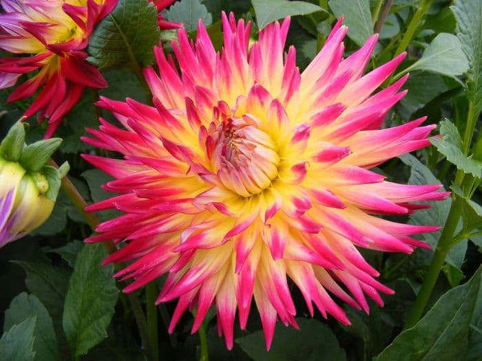 dahlia 'Trelyn Rhiannon'