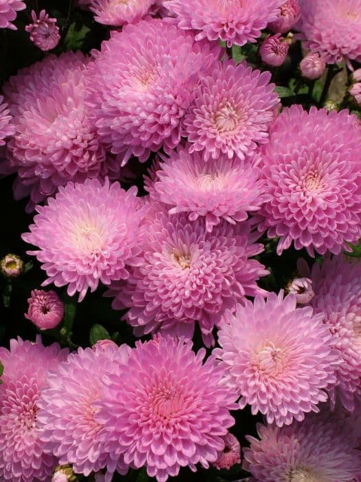 chrysanthemum 'Foxtrot'