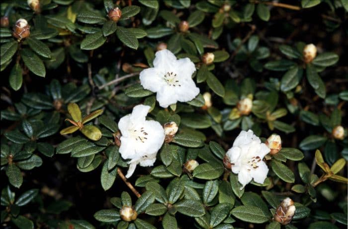 rhododendron 'Ptarmigan'