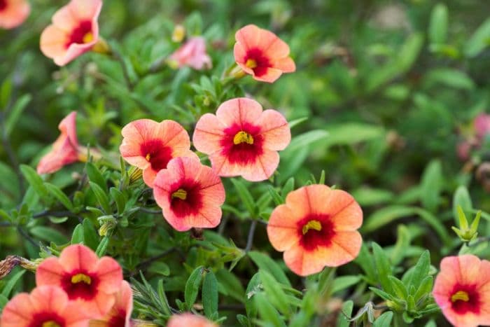 calibrachoa [Can-can Coral Reef]