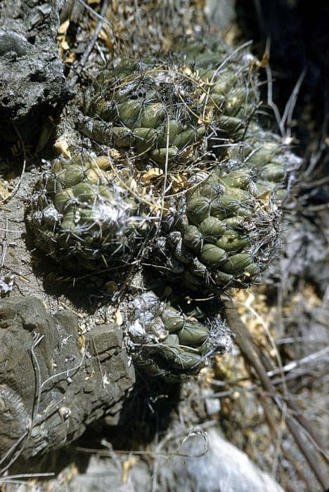 pale coryphantha