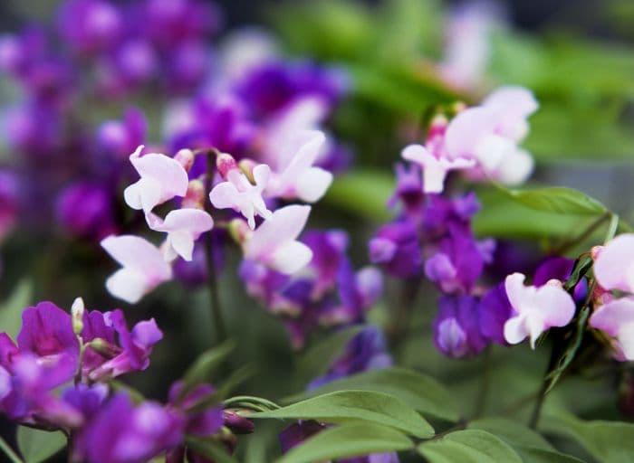 spring pea 'Rainbow'