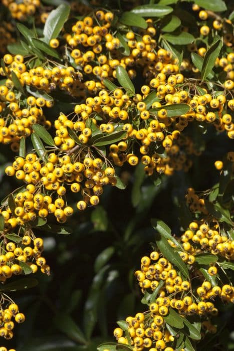 Yellow Asian firethorn