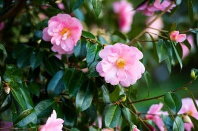 Camellia 'Jenefer Carlyon'