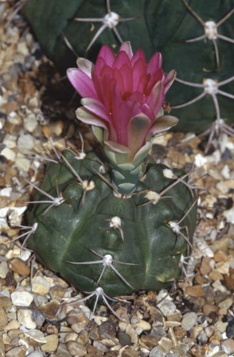 Wine-fragrant chin cactus