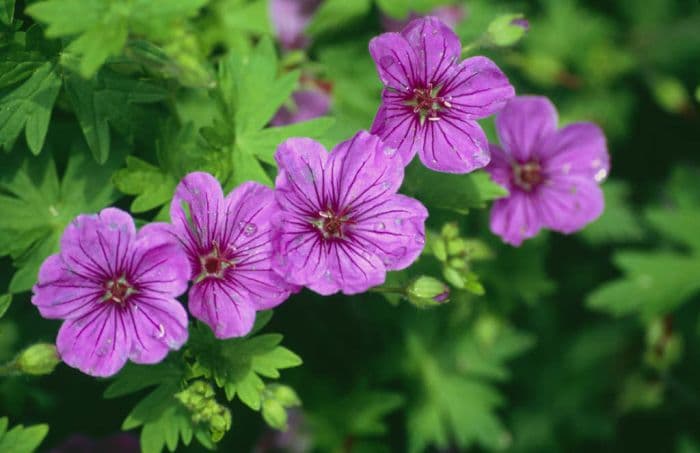 cranesbill 'Dilys'