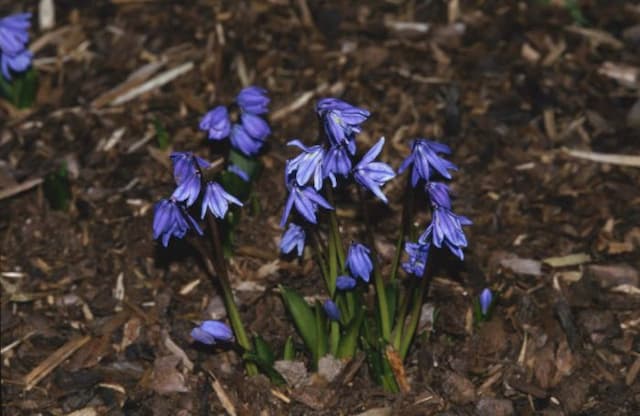 Siberian squill 'Spring Beauty'
