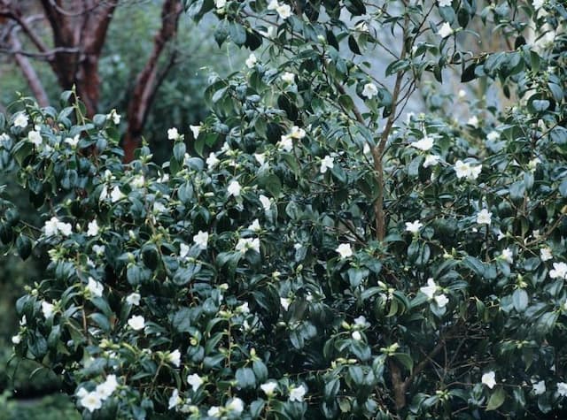 Camellia 'Shiro-wabisuke'