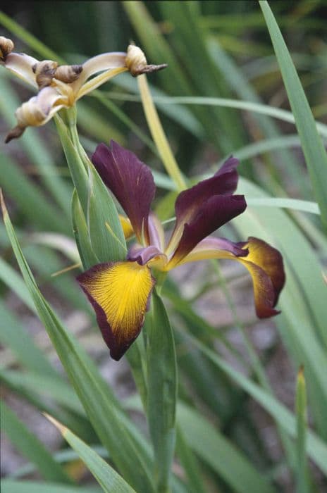 iris 'Sunrise in Sonora'