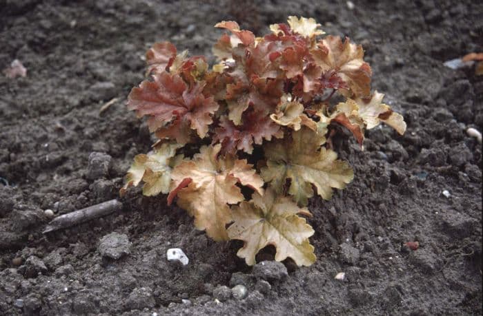 alum root 'Amber Waves'