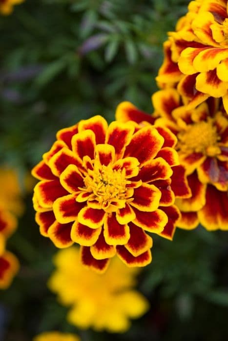 French marigold [Durango Bee]