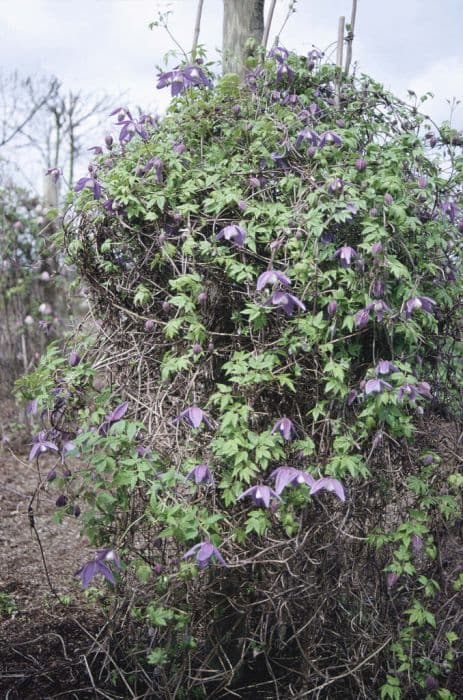 clematis 'Frankie'