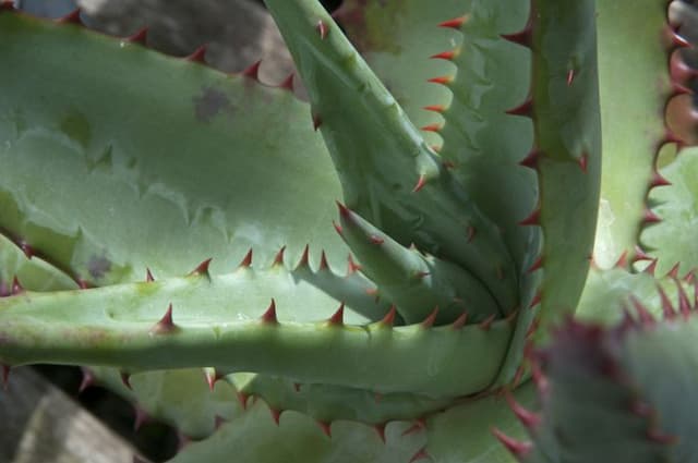 Cape aloe