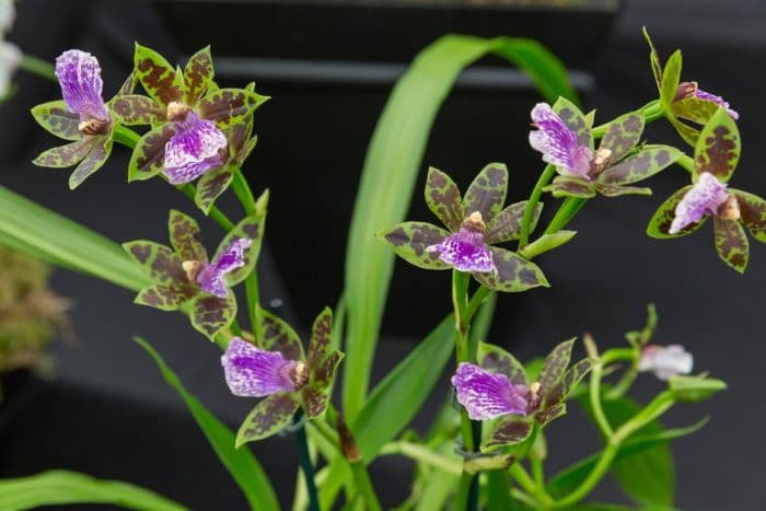 zygopetalum 'Scentsation'