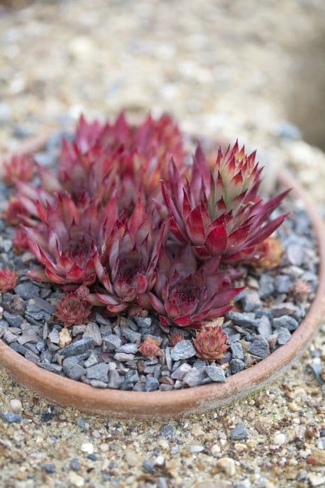 houseleek 'Blood Tip'