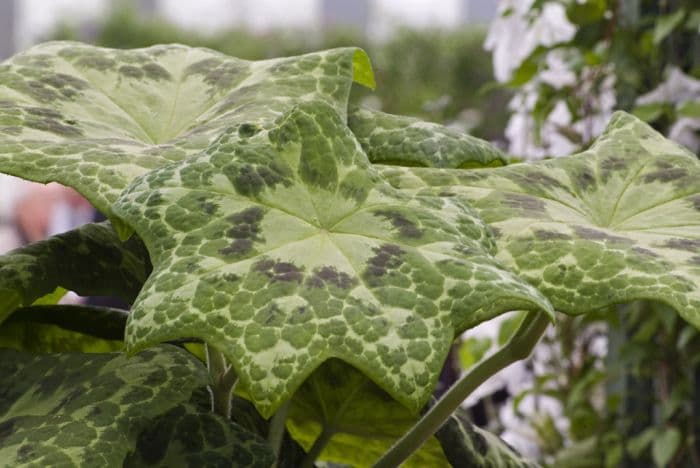 mayapple 'Kaleidoscope'