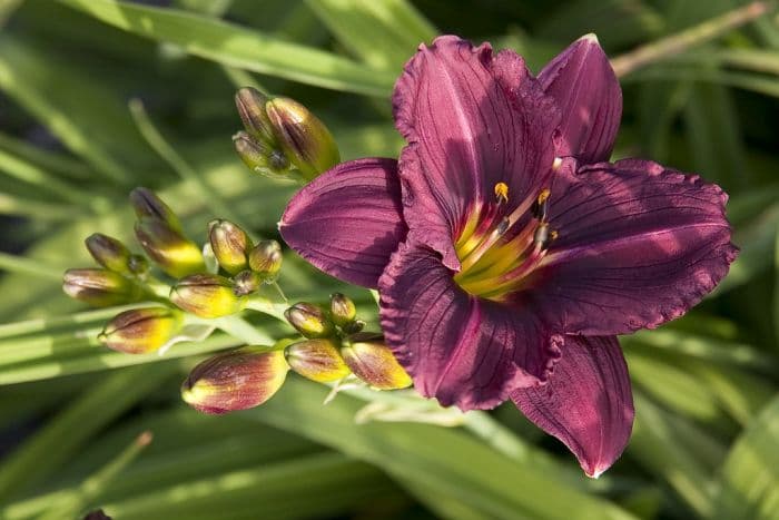 daylily 'Little Grapette'